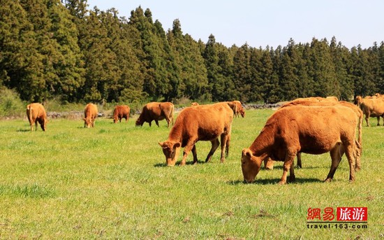 日本人最愛和牛 韓國(guó)人有引以為傲的韓牛
