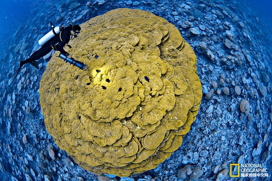金曼礁國家紀(jì)念區(qū)，太平洋攝影：Brian Skerry，國家地理創(chuàng)意版