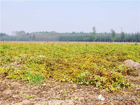 一望無際的山藥基地。據(jù)說，一季山藥后，土地需要五年才能恢復。