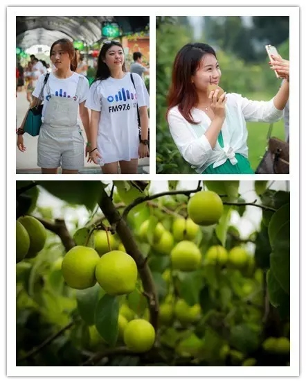 美女與香梨，你更愛哪一個？！