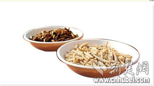 待制作的蝗蟲(左)和竹蟲食材 待制作的蝗蟲(左)和竹蟲食材