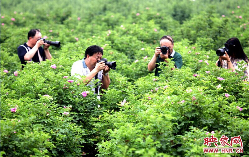 孟津?yàn)e源玫瑰谷賞花活動(dòng) 孟津?yàn)e源玫瑰谷賞花活動(dòng)
