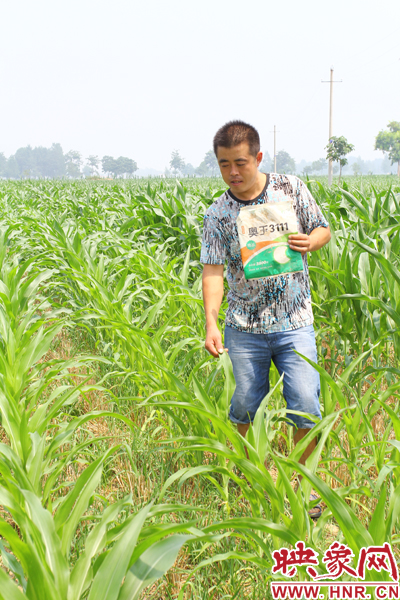 苗稀且發(fā)黃枯萎的現(xiàn)象出自這個奧玉3111品種