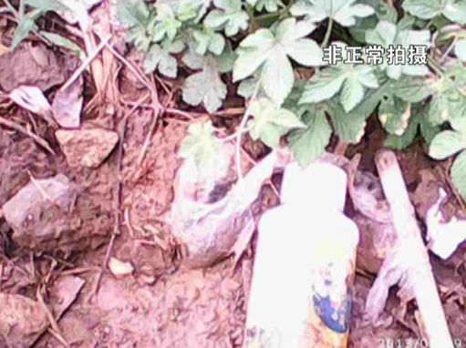 大棚蔬菜園區(qū)里到處丟棄著農(nóng)藥廢物。