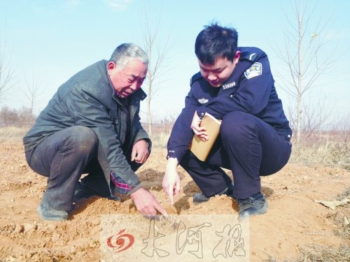 牡丹苗被盜之后，郭萬(wàn)通又補(bǔ)種的牡丹苗已經(jīng)發(fā)芽