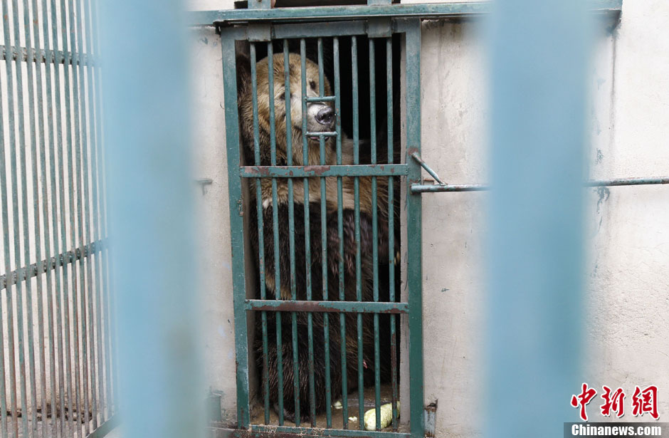 6月19日，河南鄭州，新密市動(dòng)物園咬死飼養(yǎng)員的肇事棕熊被暫押在鄭州動(dòng)物園內(nèi)，該熊“臥室”周圍被三重鋼