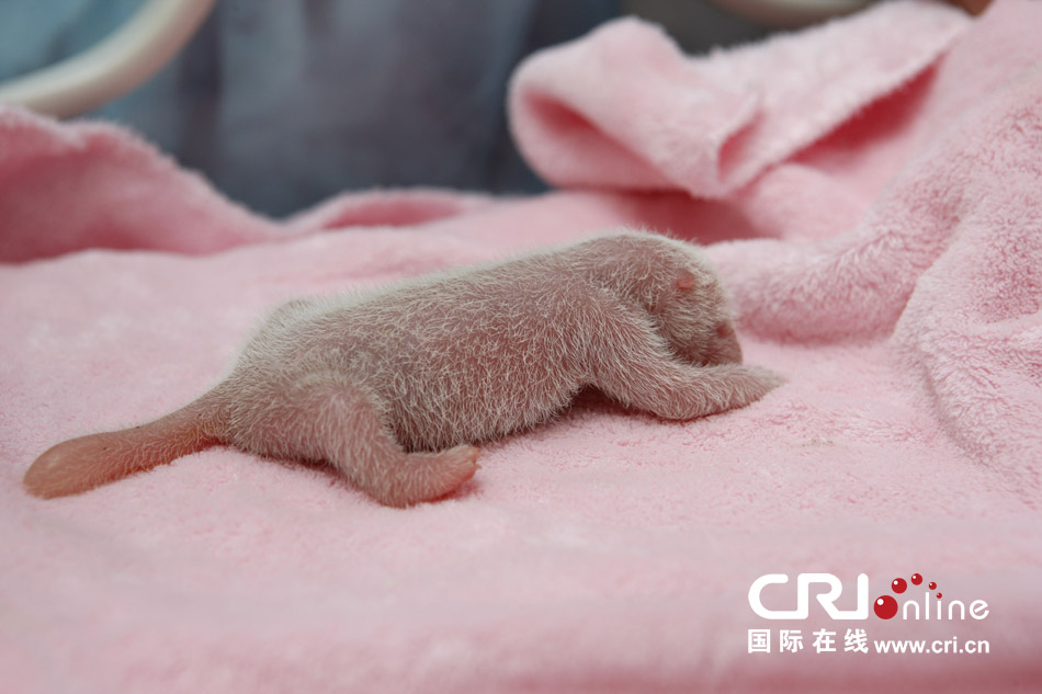 2013年7月11日，成都大熊貓繁育研究基地月亮產(chǎn)房，新生大熊貓寶寶在育嬰箱里憨態(tài)可掬。