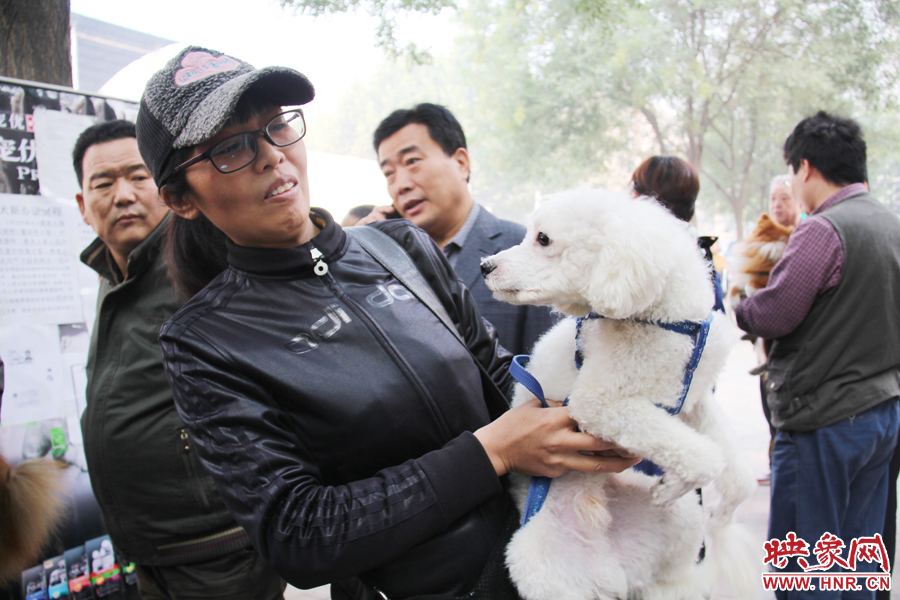一只貴賓犬在賣(mài)萌。