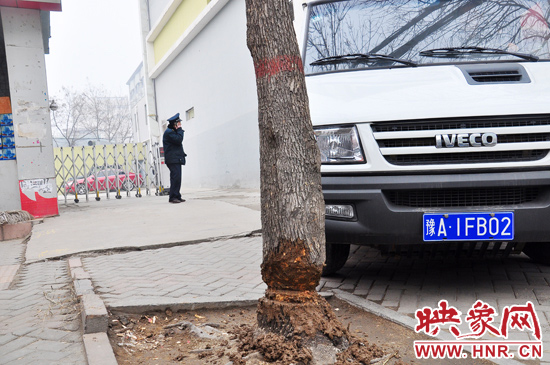 據(jù)了解，這棵樹在一家名叫“蝸牛之家”賓館專用停車場的出口處的南側(cè)，與北側(cè)的另外一棵白蠟樹有三四米的距