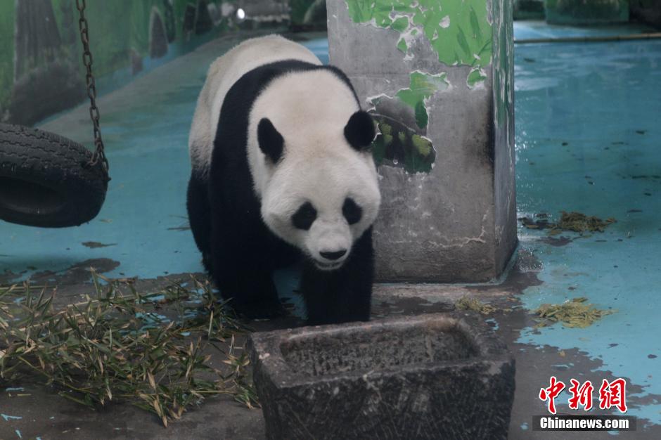 3月17日，河南鄭州動物園內(nèi)的大熊貓“龍昇”。