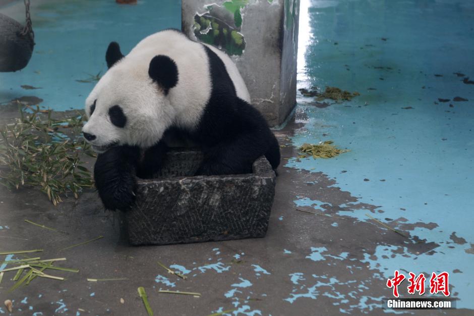 3月17日，河南鄭州動物園內(nèi)的大熊貓“龍昇”。
