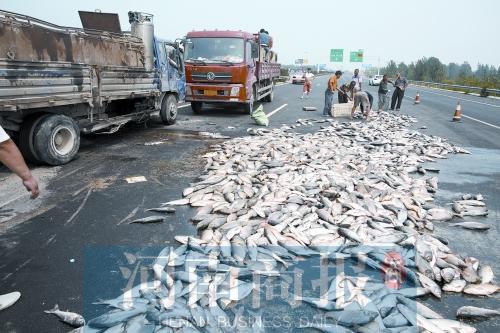 貨車翻,魚滿地。