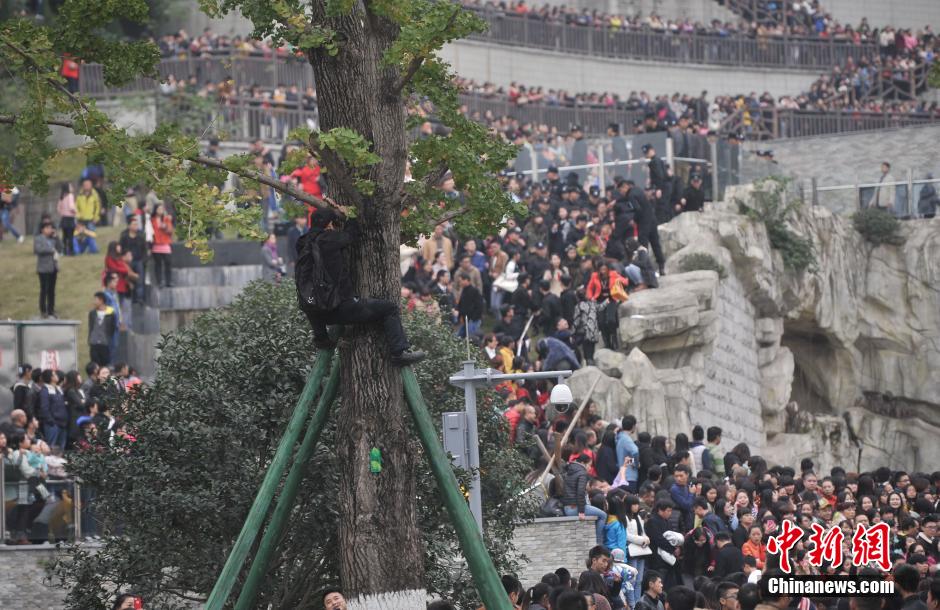 重慶一市民為占據(jù)有利位置，爬上銀杏樹觀看自己喜歡的明星。