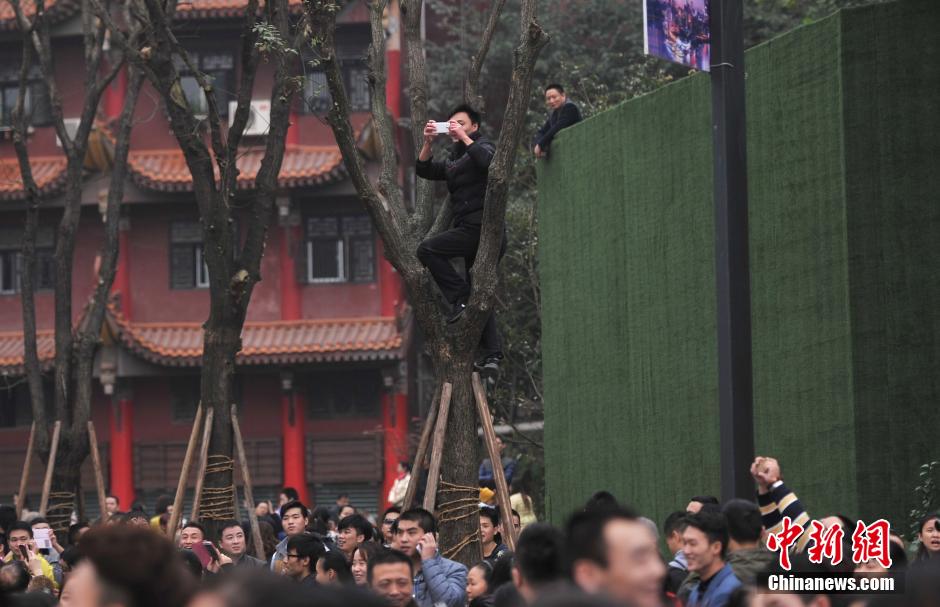 重慶一市民為占據(jù)有利位置，爬上銀杏樹觀看自己喜歡的明星。