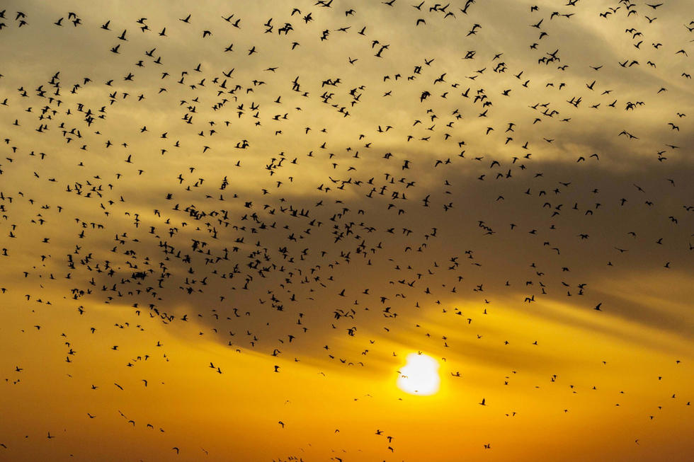 江蘇省連云港市贛榆區(qū)上空出現(xiàn)火燒云景觀，成群海鳥迎著霞光在天空中翩躚起舞，場面蔚為壯觀。