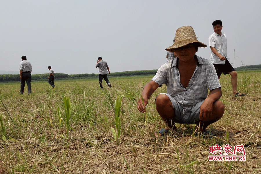 村民手捧殘留的玉米，欲哭無淚。