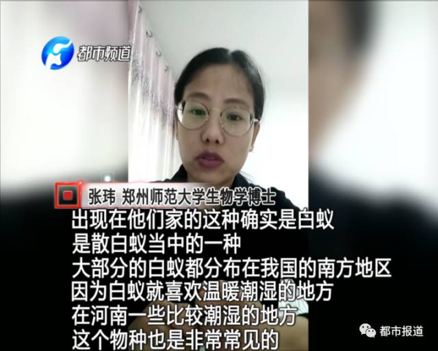 蟻族大軍入侵！十幾萬裝修的新家被“吃掉”