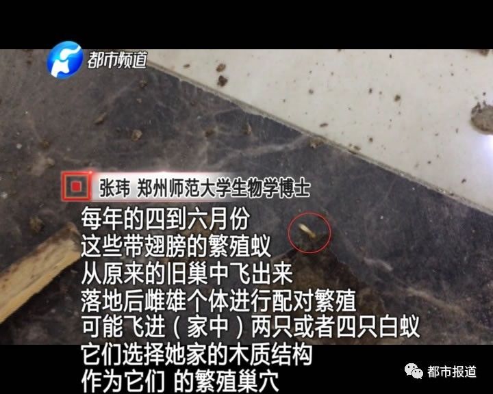 蟻族大軍入侵！十幾萬裝修的新家被“吃掉”