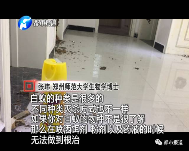 蟻族大軍入侵！十幾萬裝修的新家被“吃掉”
