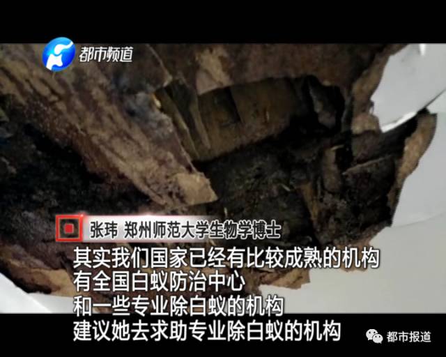 蟻族大軍入侵！十幾萬裝修的新家被“吃掉”