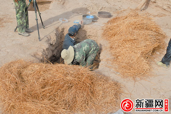 考古人員正在清理麥稈。（圖由中國科學(xué)院人文學(xué)院科技室與科技考古系提供）