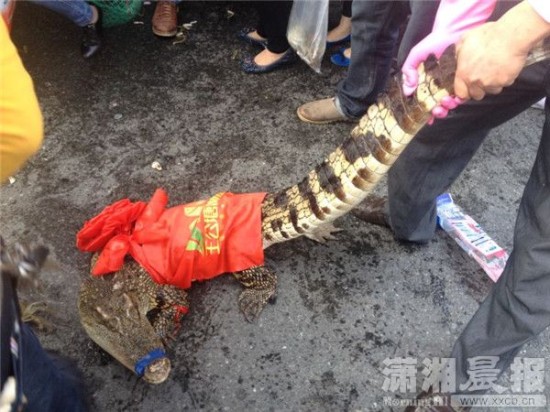 車(chē)上的鱷魚(yú)爬上路面。記者 向帥