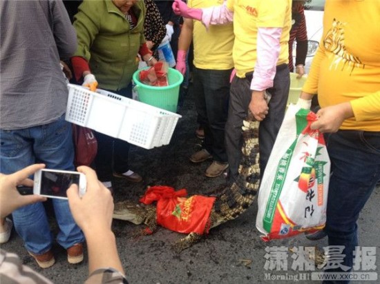 鱷魚(yú)被車(chē)主抓到。