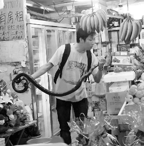 捕蛇專家張亮抓住眼鏡王蛇。信息時報記者 康健 翻拍