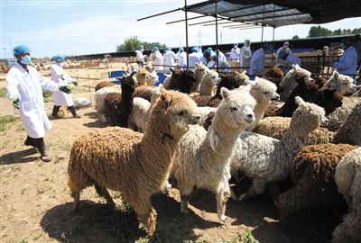 昨日，由智利進口的946頭羊駝，被運抵大興一動物檢疫隔離場進行檢驗檢疫。記者 王貴彬 攝