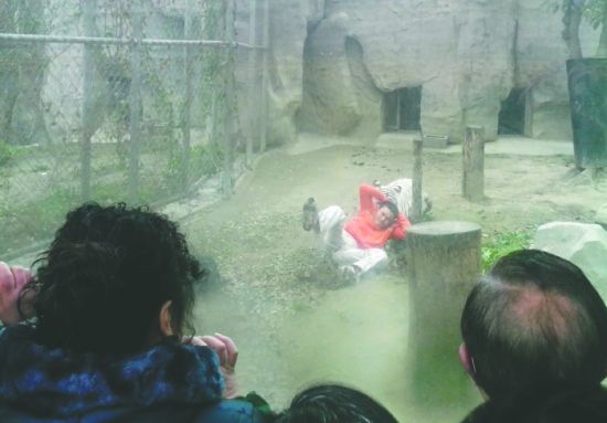 昨日，成都動物園，男子進入白虎活動區(qū)后被白虎拖行。動物園出動50多人成功營救下他