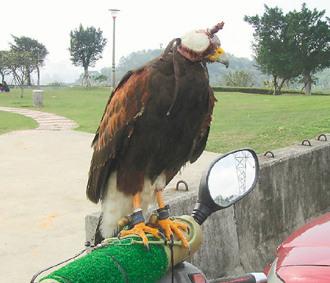 闖禍的老鷹則被主人戴上頭套，以鐵鏈鎖在摩托車(chē)的車(chē)頭上“罰站”/臺(tái)灣《聯(lián)合報(bào)》圖