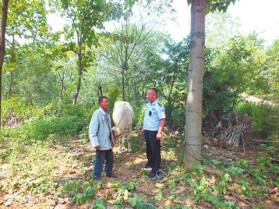 偷牛老漢牽牛走60公里被抓:它不累我快累死了 偷牛老漢牽牛走60公里被抓:它不累我快累死了