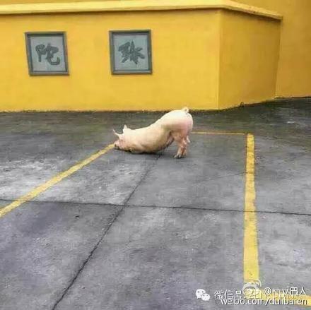 一頭豬跑到寺院跪拜引圍觀(guān) 警察點(diǎn)破稱(chēng)實(shí)為有病