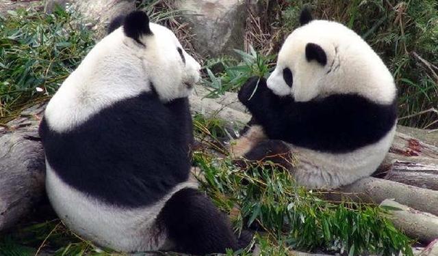 熊貓“圓仔”因父母進(jìn)入發(fā)情期 獨挑大梁見客