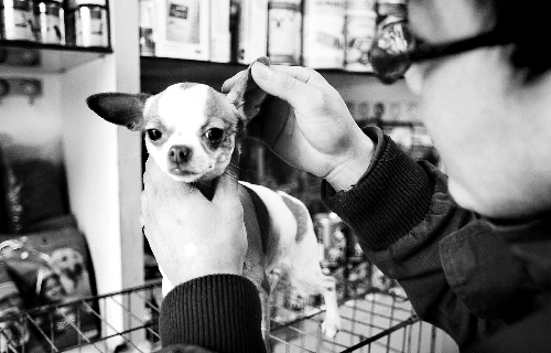 鄭州:A級(jí)寵物美容師年入可達(dá)15萬 鄭州:A級(jí)寵物美容師年入可達(dá)15萬