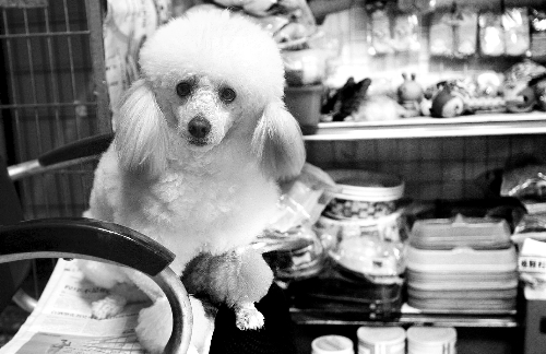 鄭州:A級(jí)寵物美容師年入可達(dá)15萬 鄭州:A級(jí)寵物美容師年入可達(dá)15萬