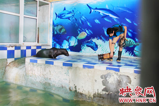 圖為飼養(yǎng)員和海獅。