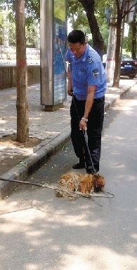 一名隊員拿一根叉子樣的工具，叉住狗狗的脖子