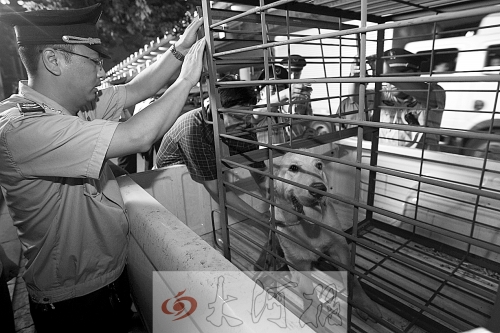 相關(guān)部門將加強(qiáng)管理，今年12月起烈性犬一律沒收。 （資料圖）