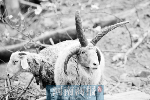 “咩……我的原主人說，他養(yǎng)了一輩子羊，也沒見過我這種情況”