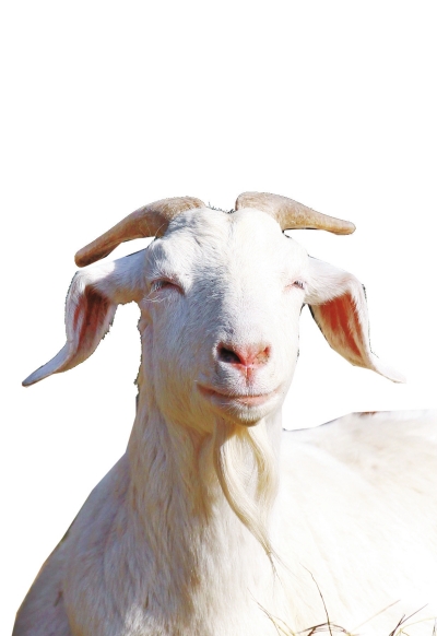 奶山羊,這種羊?yàn)楸就辽窖?，以產(chǎn)奶為主，產(chǎn)奶量高。具有“頭長(zhǎng)、頸長(zhǎng)、體長(zhǎng)、腿長(zhǎng)”的特征，俗稱“四長(zhǎng)羊”