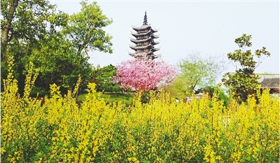 綠博園盛開的鮮花“期待”和市民“約會”。