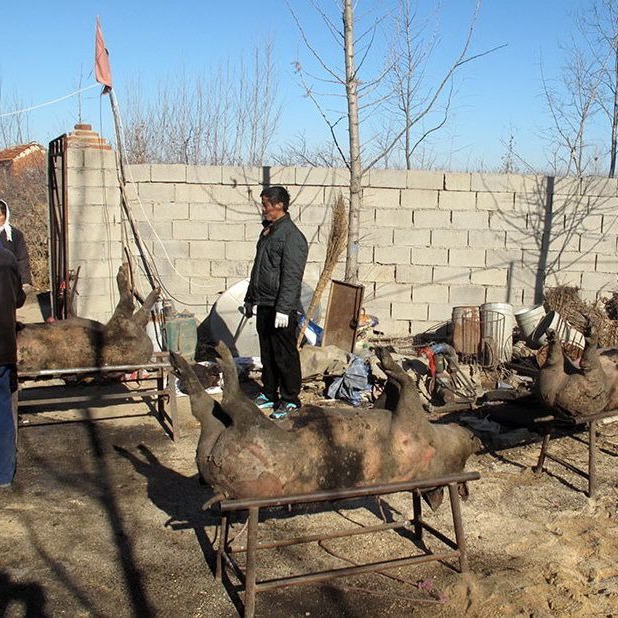 養(yǎng)豬場失火生豬變烤豬