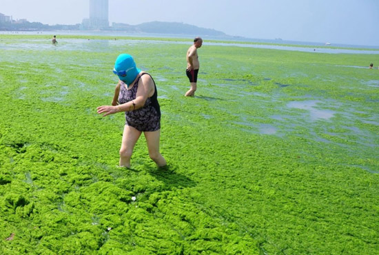2013年7月3日，山東青島青島高溫來襲，“青島大媽”不懼滸苔，戴著“強盜面具”出現在海水浴場消暑降