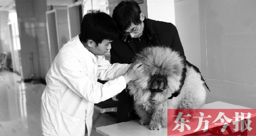 在一家大型寵物醫(yī)院里，生病的狗狗正在接受治療