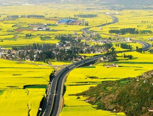 如何拍攝油菜花？達人教你7個拍攝技巧