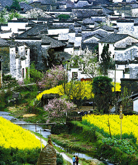 如何拍攝油菜花？達人教你7個拍攝技巧