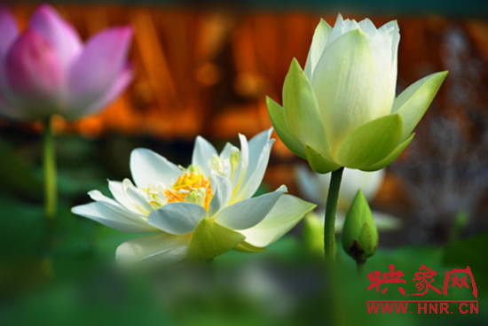 7月5日,第七屆淮陽荷花節(jié)將于7月8日正式拉開序幕。