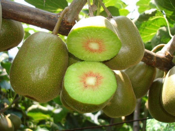 相約金秋暢游養(yǎng)子溝2013秋季野果子采摘的好地方 相約金秋暢游養(yǎng)子溝2013秋季野果子采摘的好地方