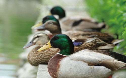 冬游臺(tái)灣 關(guān)渡賞鳥(niǎo)趣樂(lè)繽紛 冬游臺(tái)灣 關(guān)渡賞鳥(niǎo)趣樂(lè)繽紛